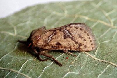 Triodia sylvina