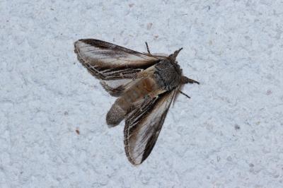 Pheosia tremula