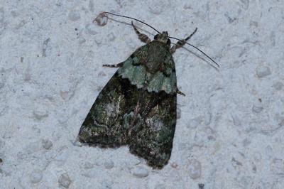 Cryphia algae