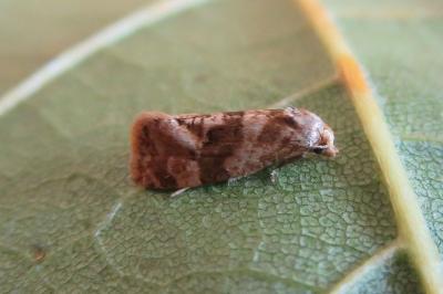 Gynnidomorpha alismana