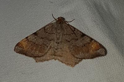 Macaria liturata