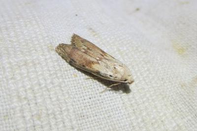 Aphomia sociella