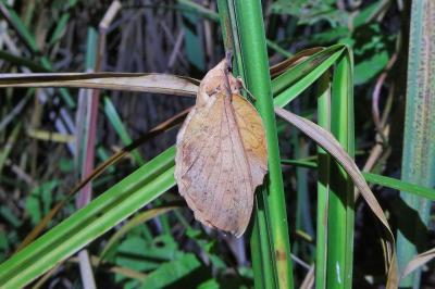 Gastropacha populifolia