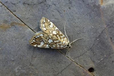 Elophila nymphaeata