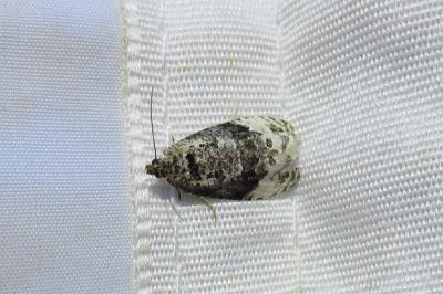 Apotomis betuletana