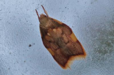 Carcina quercana