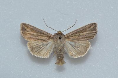 Mythimna riparia