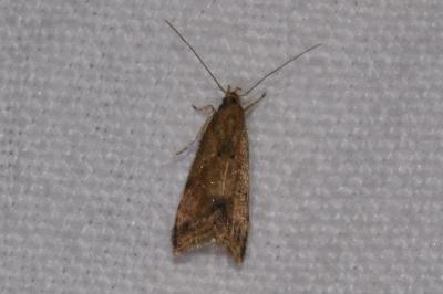 Brachmia blandella
