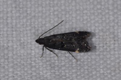 Dichomeris alacella