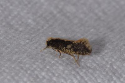 Monopis crocicapitella
