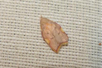 Carcina quercana