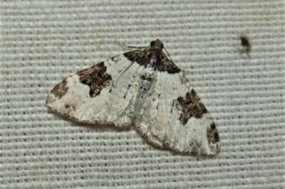 Xanthorhoe fluctuata