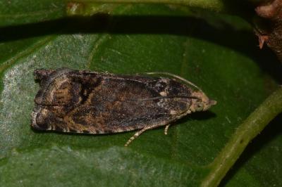 Cydia splendana