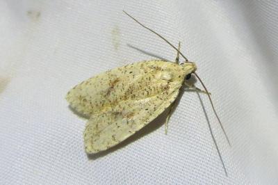 Agonopterix nervosa
