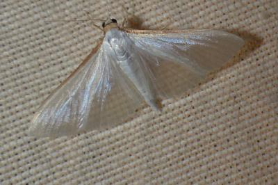 Palpita vitrealis