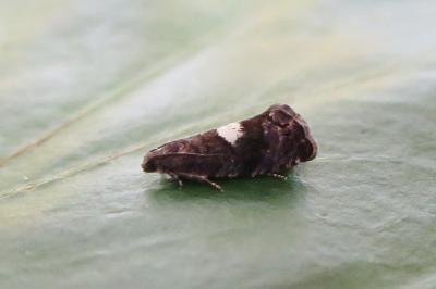 Pammene spiniana