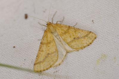 Aspitates ochrearia