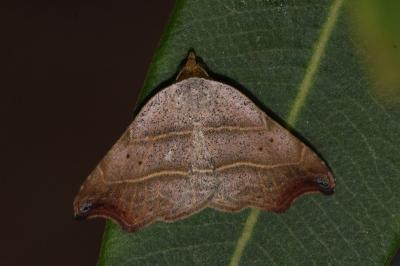 Laspeyria flexula