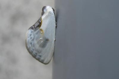 Cilix glaucata
