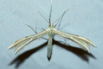 Merrifieldia baliodactyla