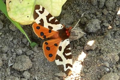 Arctia caja