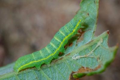 Lacanobia oleracea