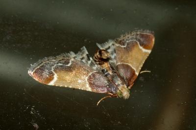 Pyralis farinalis