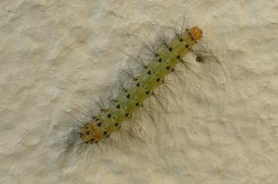 Diaphora mendica