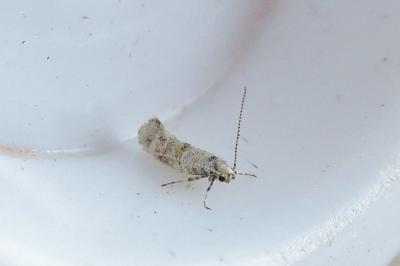 Chrysoesthia atriplicella
