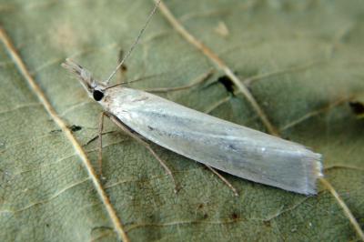 Crambus perlellus