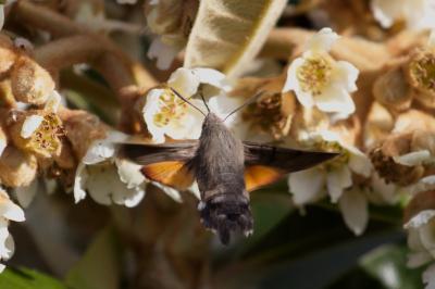 Macroglossum stellatarum