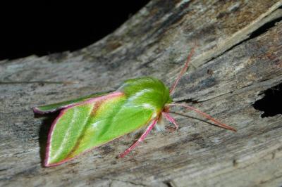 Pseudoips prasinanus