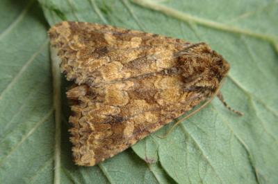 Conisania luteago