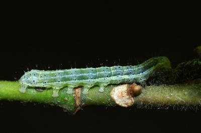 Cosmia trapezina