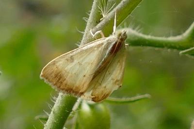 Evergestis extimalis