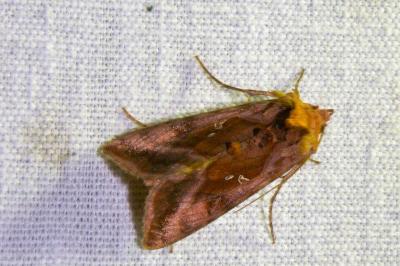 Autographa jota