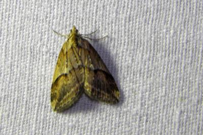 Chesias rufata