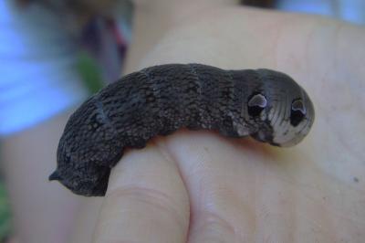 Deilephila elpenor
