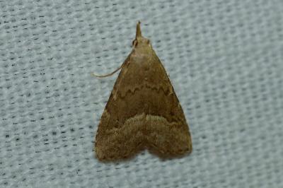 Schrankia taenialis