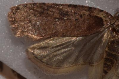 Agonopterix heracliana