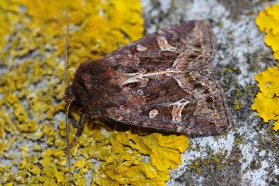 Celaena haworthii