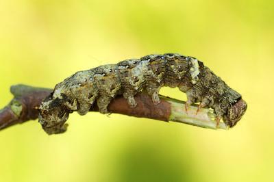 Allophyes oxyacanthae