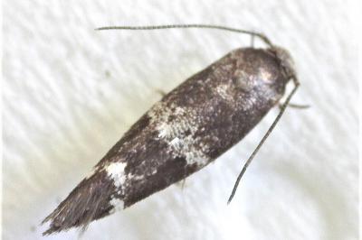 Mompha subbistrigella