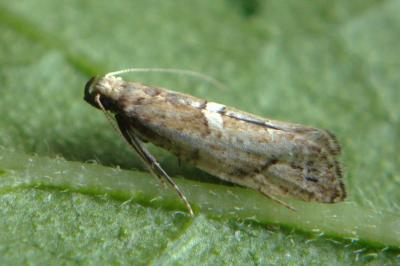Acrolepiopsis marcidella