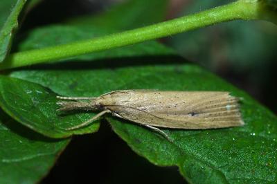 Chilo phragmitellus