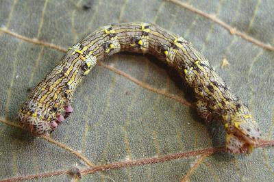 Lycia hirtaria