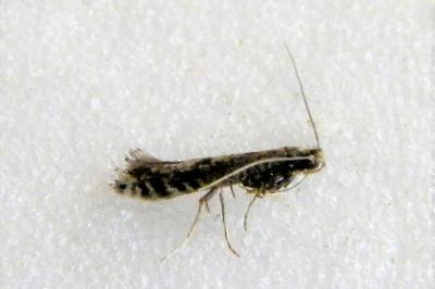 Parornix finitimella