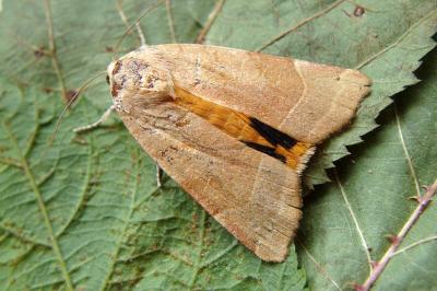 Noctua fimbriata