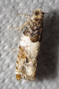 Gypsonoma dealbana