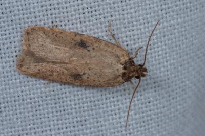 Agonopterix subpropinquella